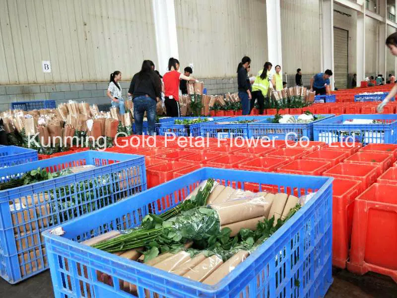 Beautiful Natural High Quality Fresh Cut Flower Chinese Peony