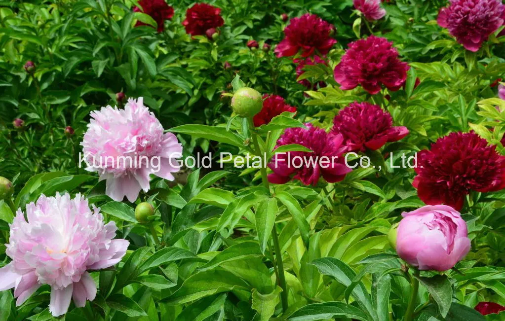 Beautiful Natural High Quality Fresh Cut Flower Chinese Peony