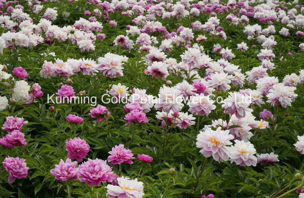 Beautiful Natural High Quality Fresh Cut Flower Chinese Peony