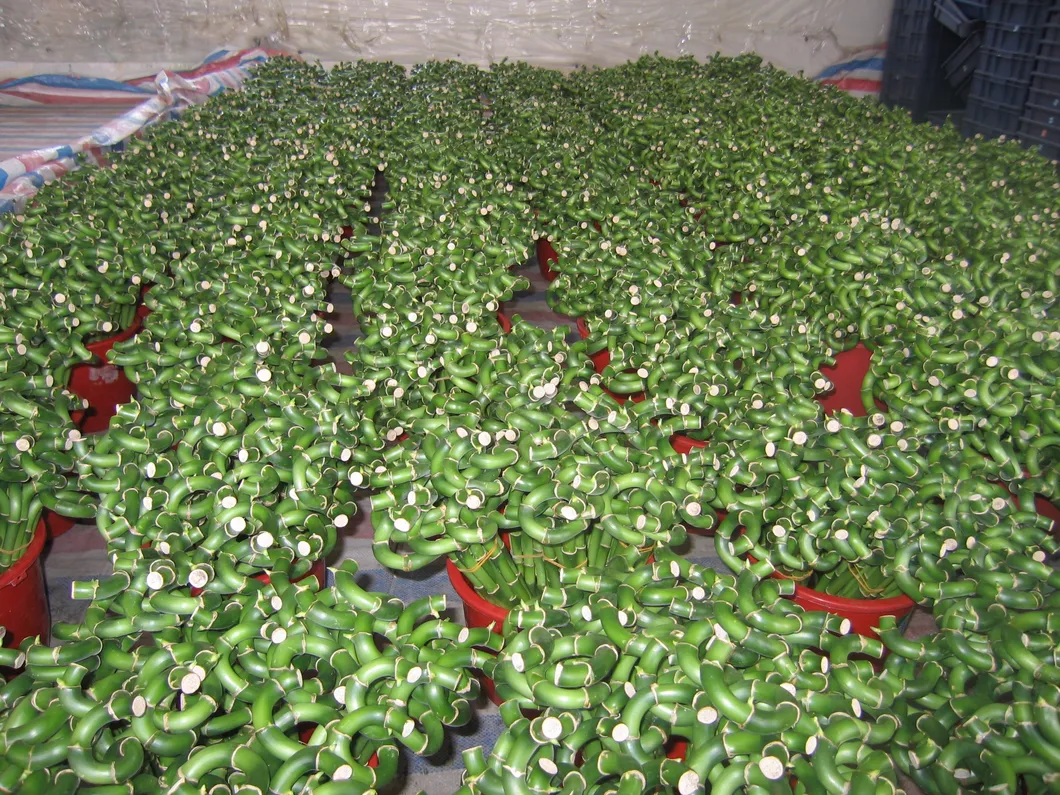 Dracaena Sanderiana 30cm-100cm Indoor Plant Flower Fengshui Evergreen Bonsai Spiral Lucky Bamboo