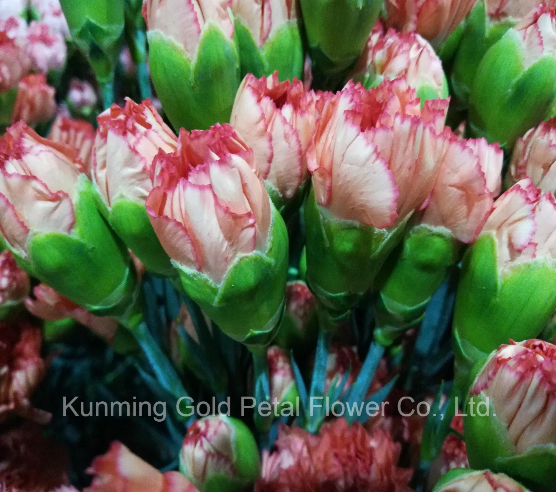 Hot Sell High Quality Fresh Cut Flowers Carnations Orange and Red Edge Carnation