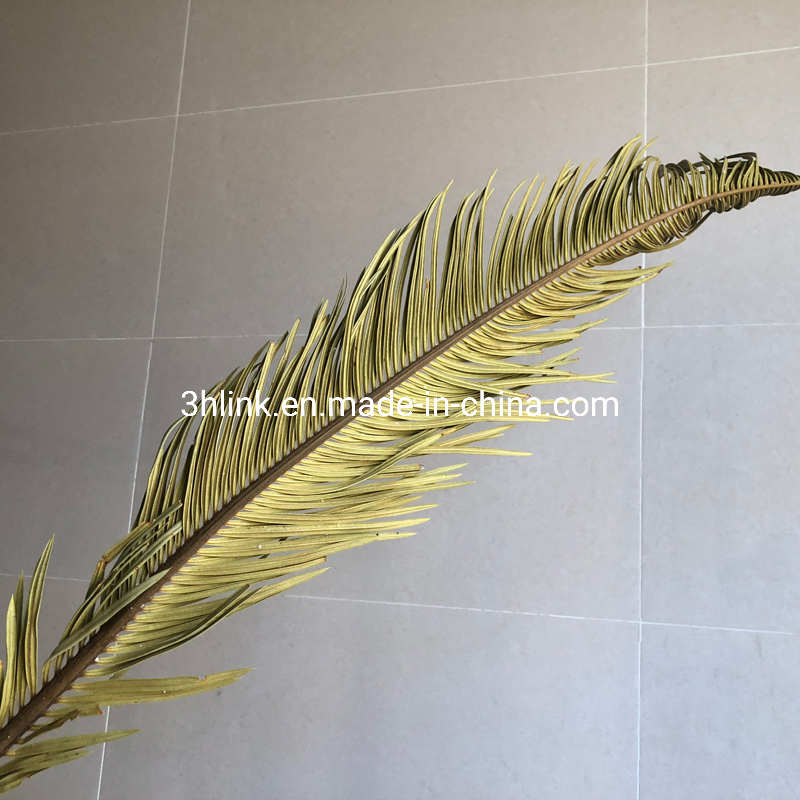 Sundried Giant Fan Palm Dried Sago Palm Leaves